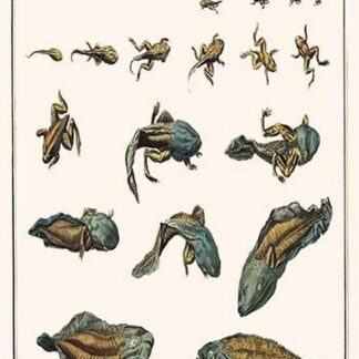Metamorphosis of Frogs into Toads by Albertus Seba