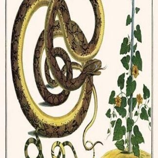 Mexican Boine Snake & a Morning Glory by Albertus Seba