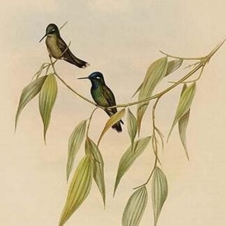 Mexican Hermit Hummingbird by John Gould