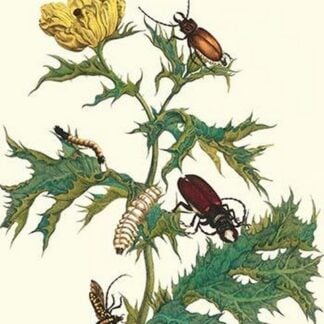 Mexican Prickly Poppy a Longhorned Beetle and an Elateridae beetle Larva by Maria Sibylla Merian