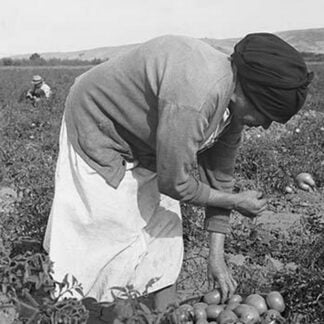 Mexican migrant woman harvesting tomatoes by Dorothea Lange