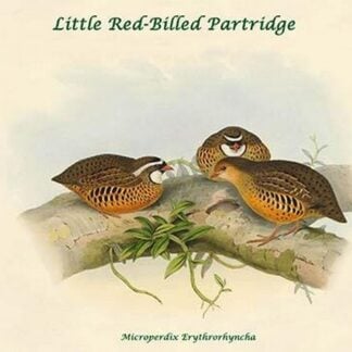 Microperdix Erythrorhyncha - Little Red-Billed Partridge by John Gould