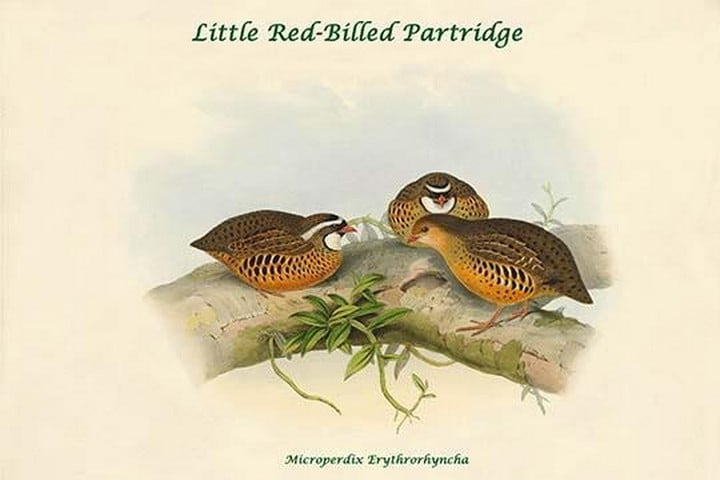 Microperdix Erythrorhyncha - Little Red-Billed Partridge by John Gould