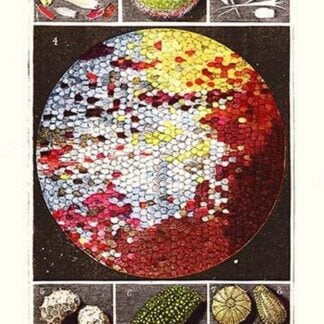 Microscopic View of a Peacock Butterfly Wing by James Sowerby