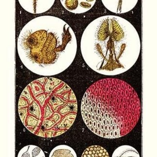 Microscopic Views of Plants and Beetles by James Sowerby