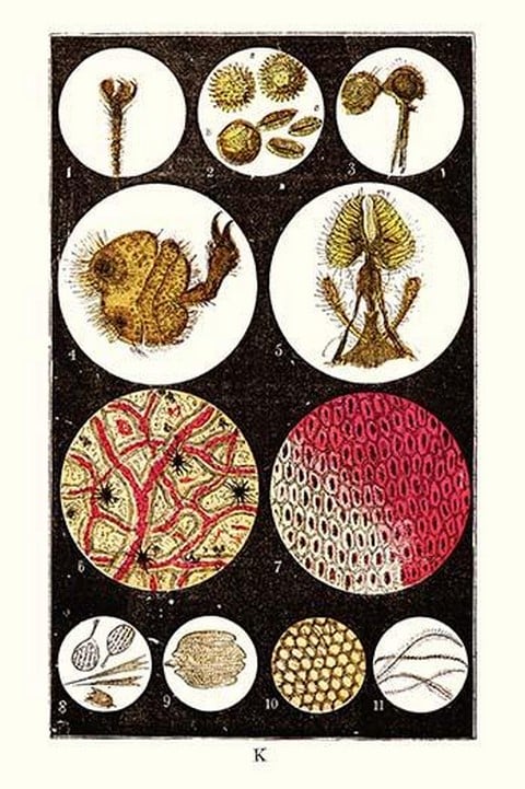 Microscopic Views of Plants and Beetles by James Sowerby