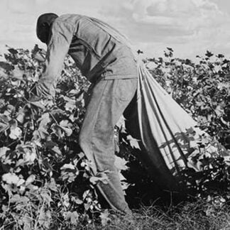 Migratory Field Worker Picking Cotton by Dorothea Lange