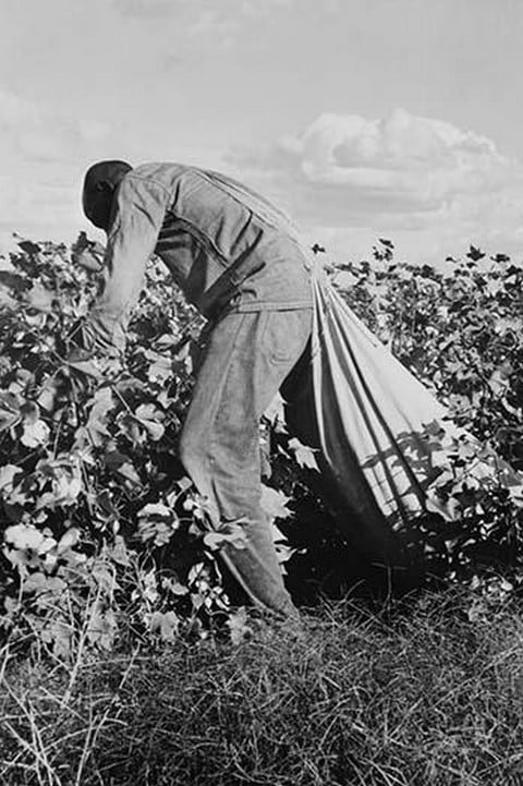 Migratory Field Worker Picking Cotton by Dorothea Lange