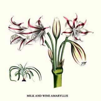 Milk and Wine Amaryllis by Louis Benoit Van Houtte