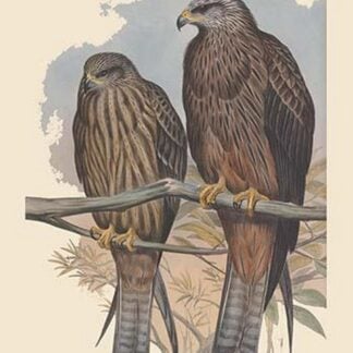 Milvus Govinda - Govianda - Black Kite by John Gould