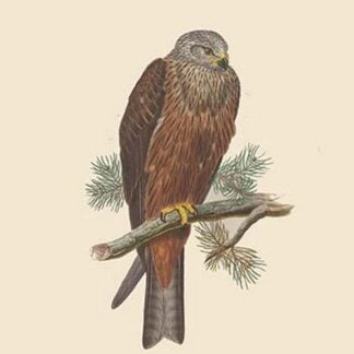 Milvus Migrans Black Kite by John Gould