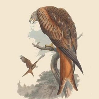 Milvus Regalis - Kite - Glead - Hobby by John Gould