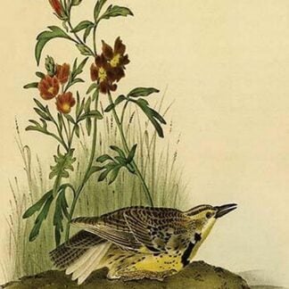 Missouri Meadow Lark by John James Audubon
