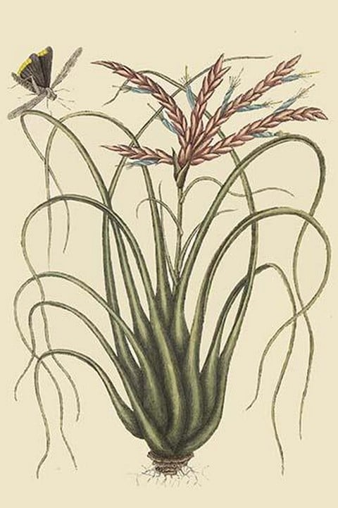 Mistletoe by Mark Catesby