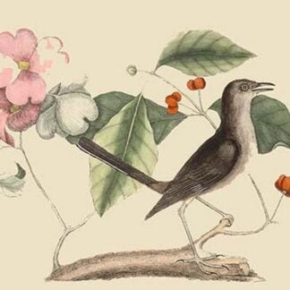 Mocking Bird by Mark Catesby