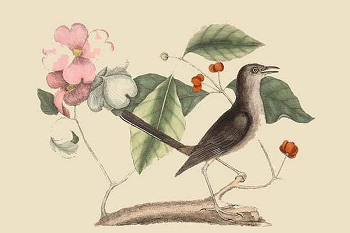 Mocking Bird by Mark Catesby