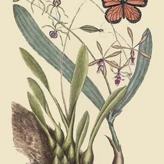 Monarch Butterfly by Mark Catesby