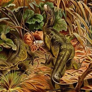 Monitor Lizard by Friedrich Wilhelm Kuhnert