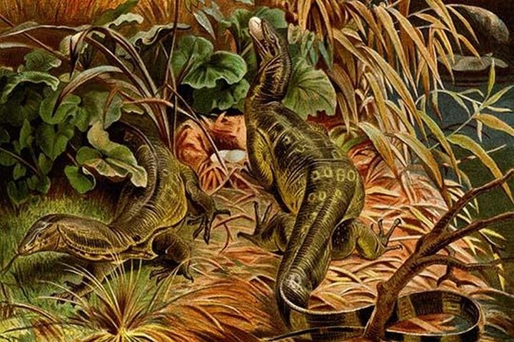 Monitor Lizard by Friedrich Wilhelm Kuhnert