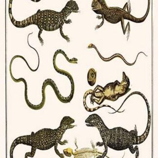 Monitors from Indonesia