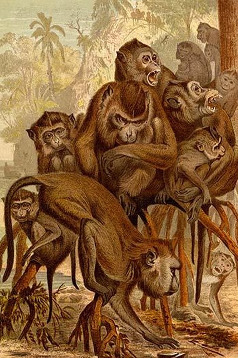 Monkey Family by Friedrich Wilhelm Kuhnert