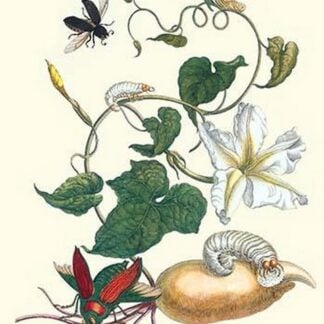 Moonflower with Giant Metallic Ceiba Borer and a Horned Passalus Beetle by Maria Sibylla Merian
