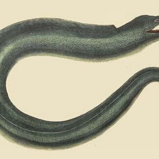 Moray Eel by Mark Catesby