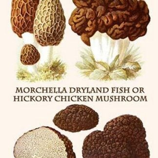 Morchella Dryland Fish Or Hickory Chicken Mushroom By L. Dufour