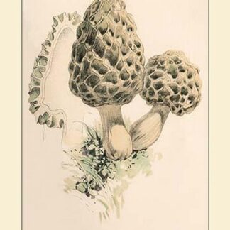 Morchella Esculenta by W. Hamilton Gibson