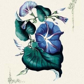 Morning Glory Flowers and Foliage