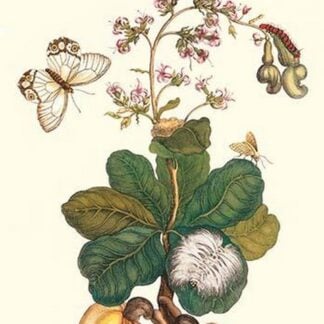 Moth on Cashew Apple by Maria Sibylla Merian
