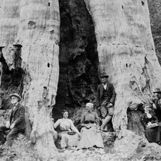 Mother of the forest by Underwood & Underwood