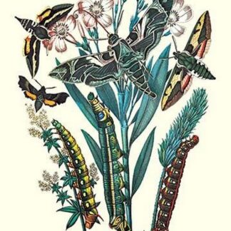 Moths: D. Euphorbiae