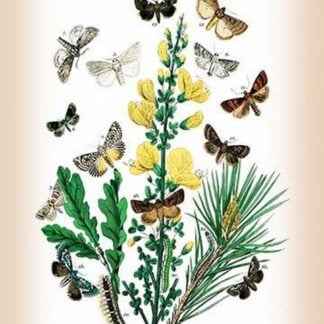 Moths: Dipthera Ludifica