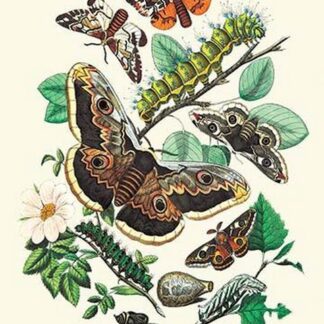 Moths: E. Versicolora