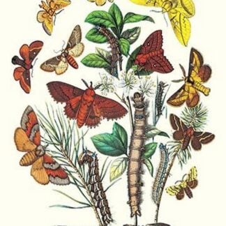 Moths: G. Quercifolia