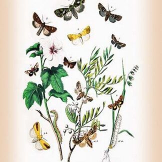 Moths: Hadena Atriplicis