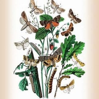 Moths: Leucania Pallens