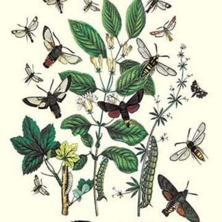 Moths: M. Stellatarum