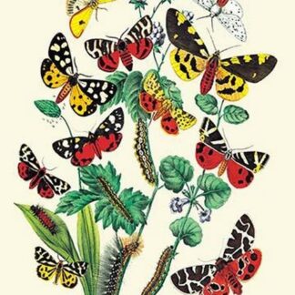 Moths: N. Plantaginis