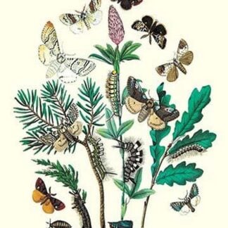 Moths: O. Gonostigma