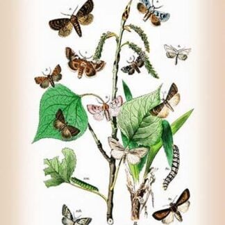 Moths: Pachnobia Carnea