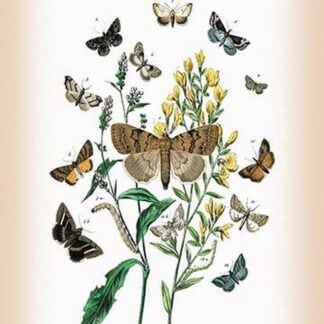 Moths: Pericyma Albidentaria