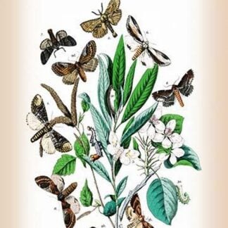 Moths: Pterostoma Palpina