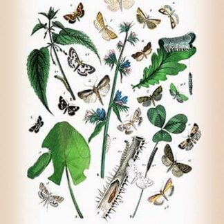 Moths: Pyrales Farinalis