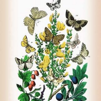 Moths: Selenia Bilunaria