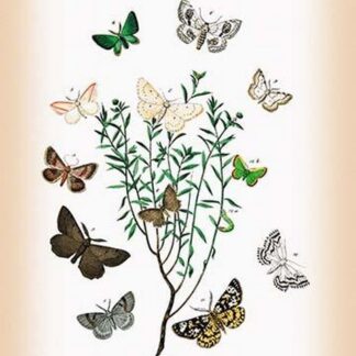 Moths: Selidosema Plumaria