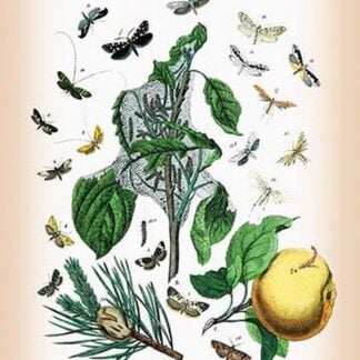 Moths: Tineae Tapetzella