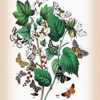 Moths: Venilia Macularia