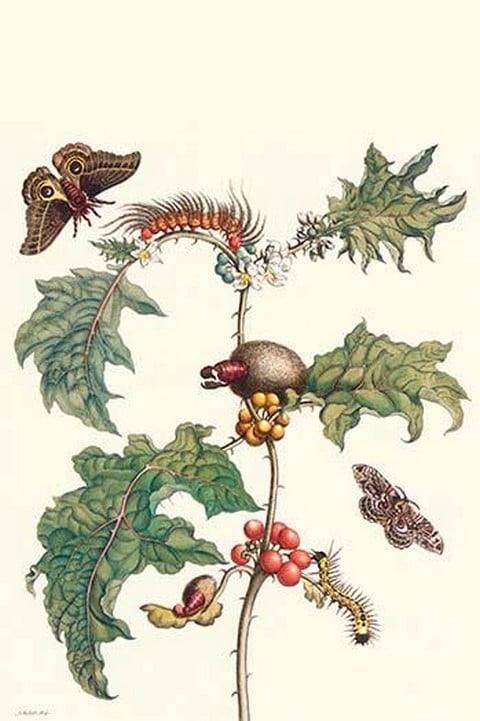 Moths and a Potato Plant by Maria Sibylla Merian